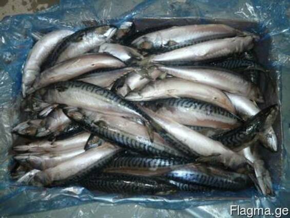 Скумбрия мороженая