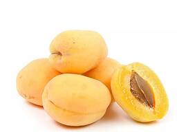 Абрикос сорт шалах из Узбекистана