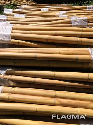 Bamboo