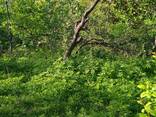 Чайсубани земля - photo 8