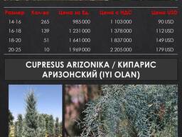 Декоративные деревья от производителя. Оптом.