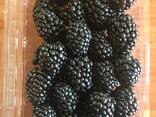Ежевика свежая - фото 2
