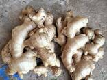 Fresh and Dried Ginger