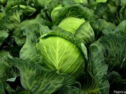 Fresh good grade cabbage for sale