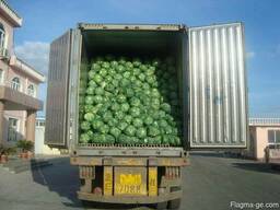 Fresh good quality cabbage for sale good price