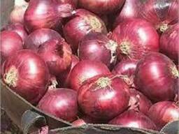 Fresh onion for sale good prices