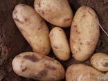 Fresh potato for sale for good prices