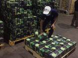 Fresh Seedless Lime from Vietnam - фото 2
