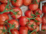 Georgian Fruts продаем томаты премиум класса на ветке - фото 2