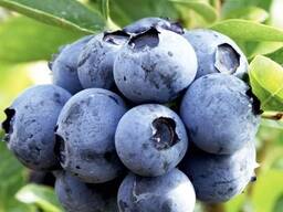 Голубика с Грузии,