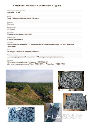 Голубика свежая