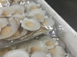 Гребешок морской на полустворе