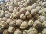 Грецкий Орех в скорлупе - фото 3