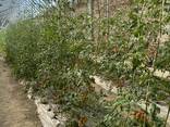 Greenhouse - фото 7