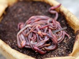 Грузинские Черви