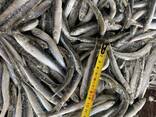 Хамса свежемороженая - photo 4