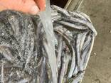 Хамса свежемороженая - photo 6
