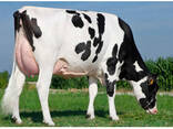 Healthy Live Dairy Cows, Pregnant Holstein Heifers Cow - фото 1