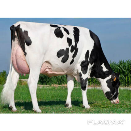 Healthy Live Dairy Cows, Pregnant Holstein Heifers Cow