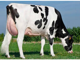 Healthy Live Dairy Cows, Pregnant Holstein Heifers Cow