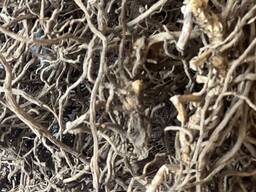 Иглица колючая корни