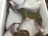 Камбала Королевская пятнистая, шок. заморозка (В Батуми. ). Без головы, тушка 1-2 кг. - фото 1