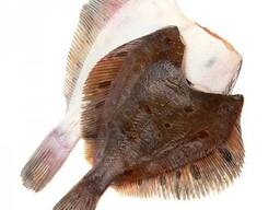 Камбала Королевская пятнистая, шок. заморозка (В Батуми. ). Без головы, тушка 1-2 кг.