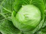 Капуста белокочанная из Узбекистана - фото 2