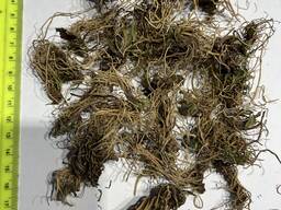 Корни Примулы