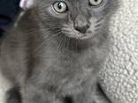 Котенок в добрые руки - photo 5
