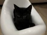 Котята в добрые руки - photo 3