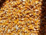 Кукуруза - фото 1