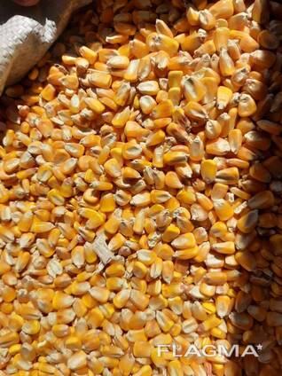 Кукуруза