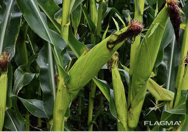 Кукуруза, Биогумус