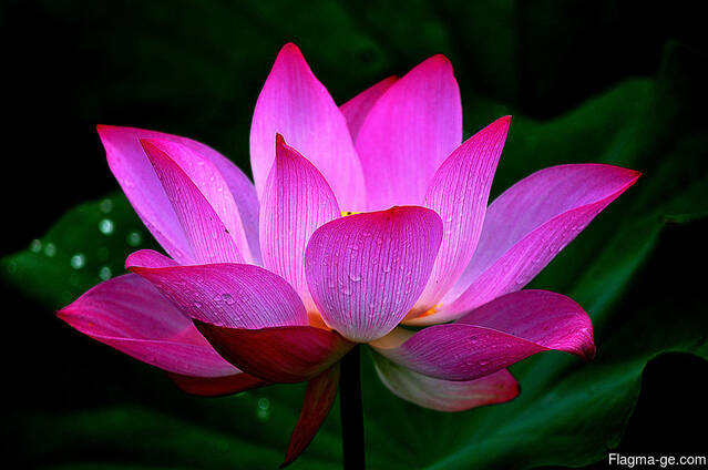 Соевый подсолнечный шрот