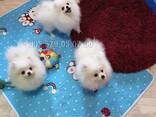 Мини померанские шпицы, крутые щенки. Белый шпиц. - фото 1