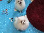 Мини померанские шпицы, крутые щенки. Белый шпиц. - фото 3
