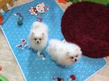 Мини померанские шпицы, крутые щенки. Белый шпиц. - фото 5