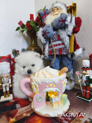 Мини померанские шпицы, мальчики. Купить собаку в Батуми и Тбилиси.