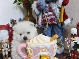 Мини померанские шпицы, мальчики. Купить собаку в Батуми и Тбилиси.