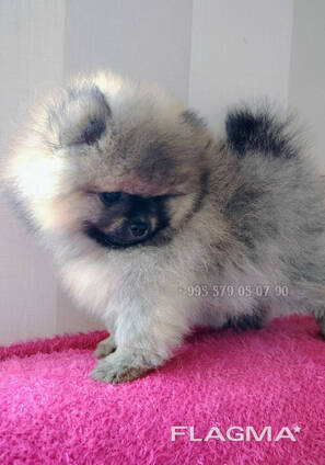 Мини померанский шпиц, боо, щенки в Тбилиси и Батуми. Чистокровные малыши с документами FC