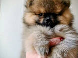 Мини померанский шпиц, боо, щенки в Тбилиси и Батуми. Чистокровные малыши с документами FC - photo 2
