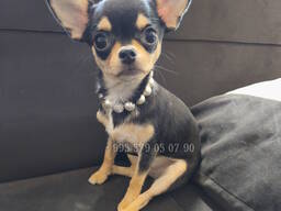 Мини щенок чихуахуа, девочка. Собачку можно купить в Батуми и Тбилиси.