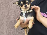 Мини щенок чихуахуа, девочка. Собачку можно купить в Батуми и Тбилиси. - фото 2