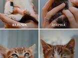 Отдаем котят в добрые руки - фото 1