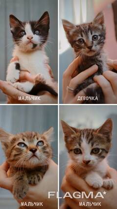 Отдаем котят в добрые руки