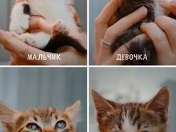 Отдаем котят в добрые руки