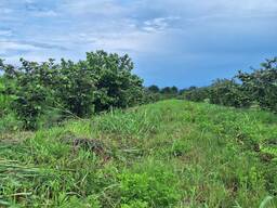 Продажа / аренда участок 21 га