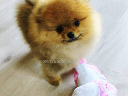 Предлагаю померанского шпица боо рыжего окраса. С лучшей генетикой и родословной.
