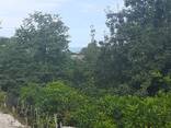 Продается участок в Батуми/Land for sale in Batumi - фото 6
